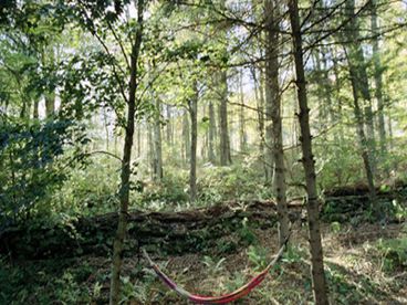 Hammock in Back Yard