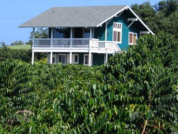 The Aloha Island Farms Guesthouse is nestled in our 19 acre Kona Coffee orchard.  This is a rare opportunity to stay on a working Kona Coffee Farm.