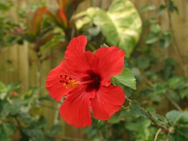 Hibiscus of many colors on the grounds.