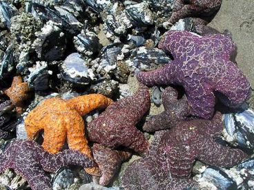 Tidepools!