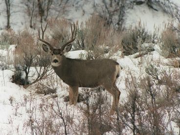 Please Don\'t Feed or Shot Our Neighbors