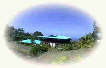 View for Macadamia Nut Orchard
