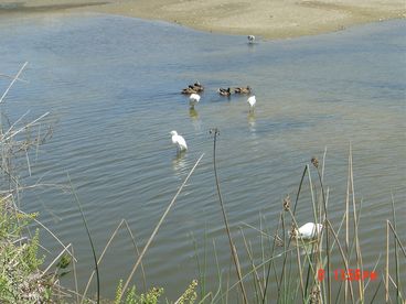 Bird watching!   See the many species stopping by to nest or rest only a few teps from the condo. 