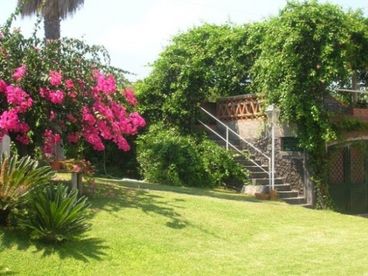 Garden (Bouganvillea, Cicas, Bignonia)