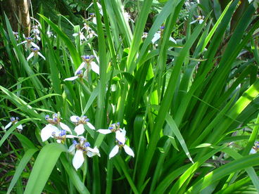 Pathway at 100