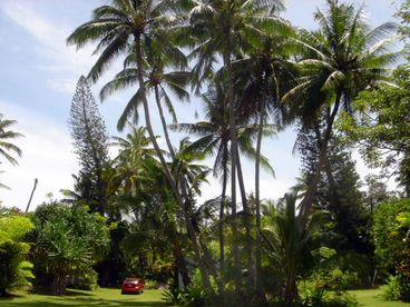 Our tropical estate!
