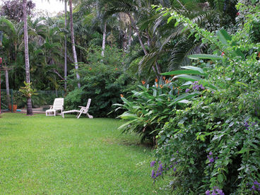 A tropical garden