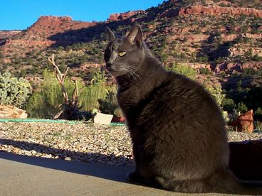 Would-be mountain lion admires views of the Ranchos from rear of your vacation home.