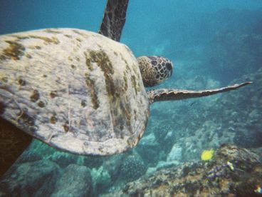 Turtle in the bay out front