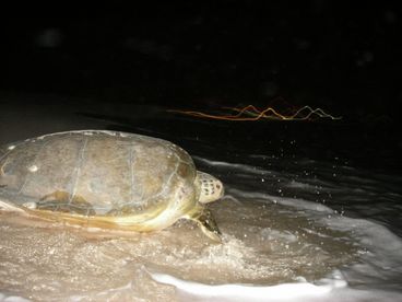 The giant sea turtles swim miles to come back every year. From May til Aug to nest late at night.
It is an amazing sight seen by few.