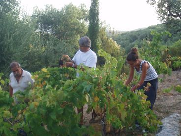 wine harvest