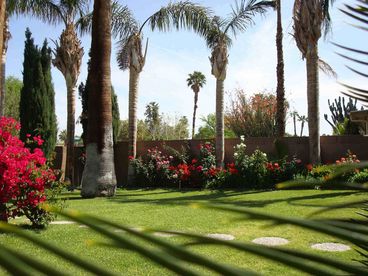 Front Yard w/Palm Trees