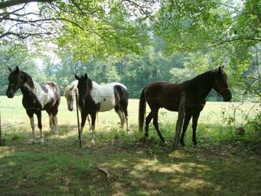 There are five delightful horses who graze in the pasture next door.  They love to beg for carrots and apples!
