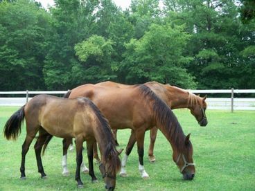 Roheryn, Dartanyan and Cyler