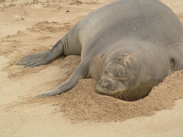 Visitor to our beach