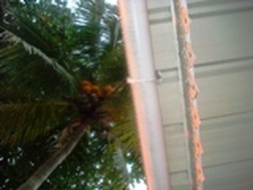 From the veranda you may see our coconut trees that gives a nice breeze.