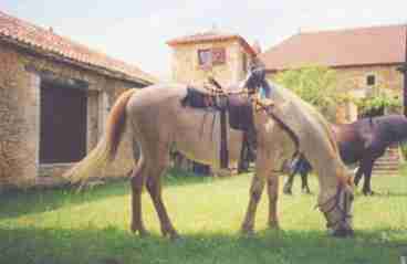 horse in courtyard