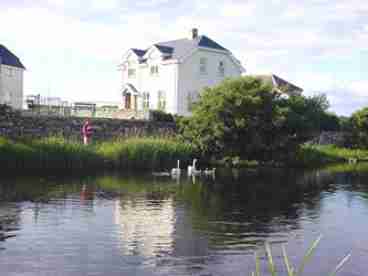 Our Swan Neighbours