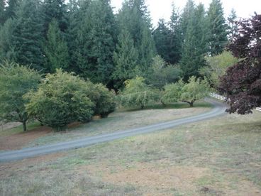 yard and fruit trees