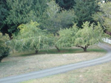 fruit trees