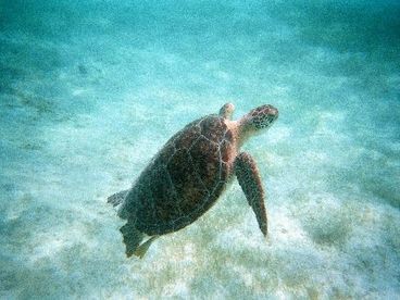Local sealife