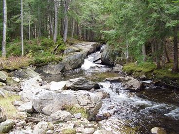 The Brook: There are trout in there....bring the fishing poles!