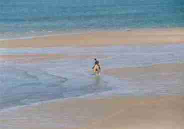 Horse On Our Beach