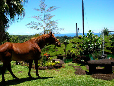 Beautiful koi pond waterfall and fountain along with our family horse grazing