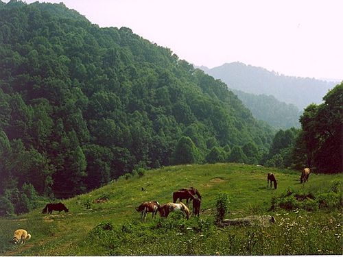At 3,400 feet it\'s cool and green all summer long.  From April to November the meadows are filled with wildflowers.