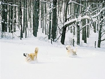 Snow Dogs