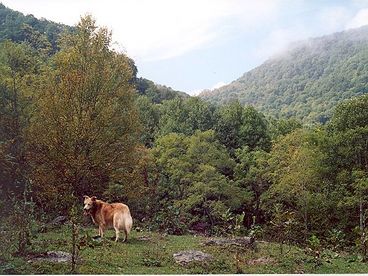Haywood Gap