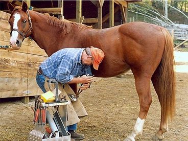 Horse Shoeing
