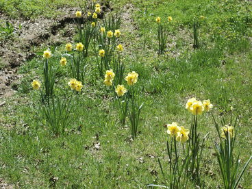 Daffodils spring up in February every year.