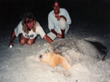 turtle season May -Oct 
watch them come up onto the beach and lay her eggs 