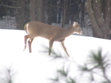 Mountain Valley Farm in Brandon