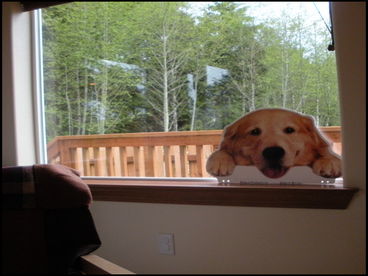 We are dog friendly with responsible owners who have well behaved dogs