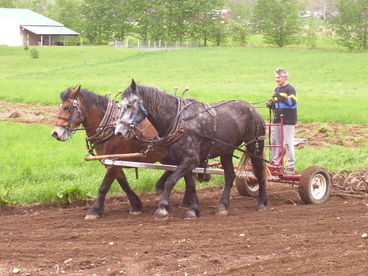 A common sight on the RoseBarb Farm!
Don working with his draft horses Star and Duke.