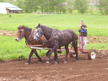 A common sight on the RoseBarb Farm!
Don working with his draft horses Star and Duke.