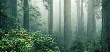 Redwood Forest
