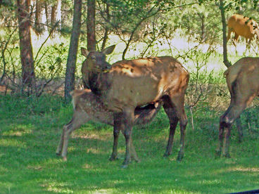 Elk outside Kitchen window.