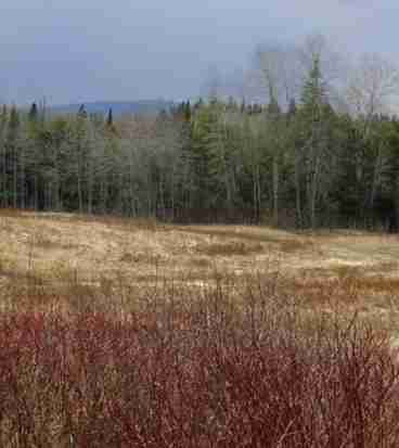 The 75-acre sanctuary is home to bears, moose, coyotes, beavers, and hundreds of other fascinating family members indigenous to the northern wilderness.