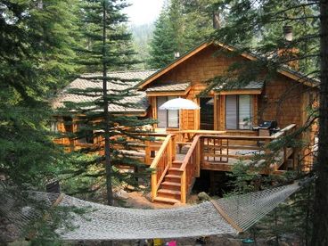 Woodsy Back yard