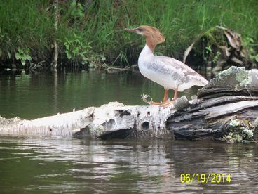 Log Cabin - Manistee River