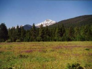 Summer Meadow and Wildflower View