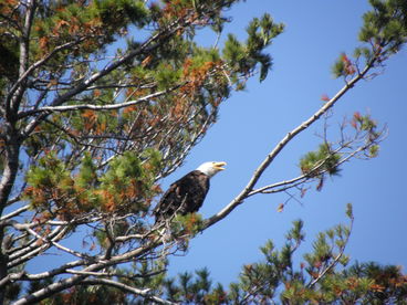 Bald Eagle