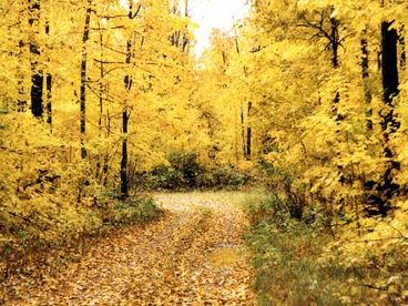 beautiful Fall colors on the road leading into the cabin