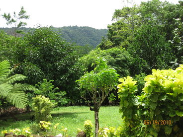 Lovely tropical garden filled with fruit trees