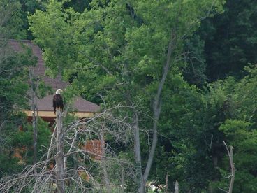 Bald eagles live on our 95 acres