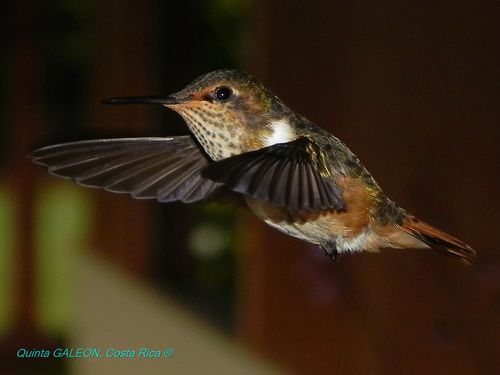 Hummingbirds @ Quinta GALEON Costa Rica