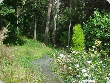 Doonbank Cottage woodlands